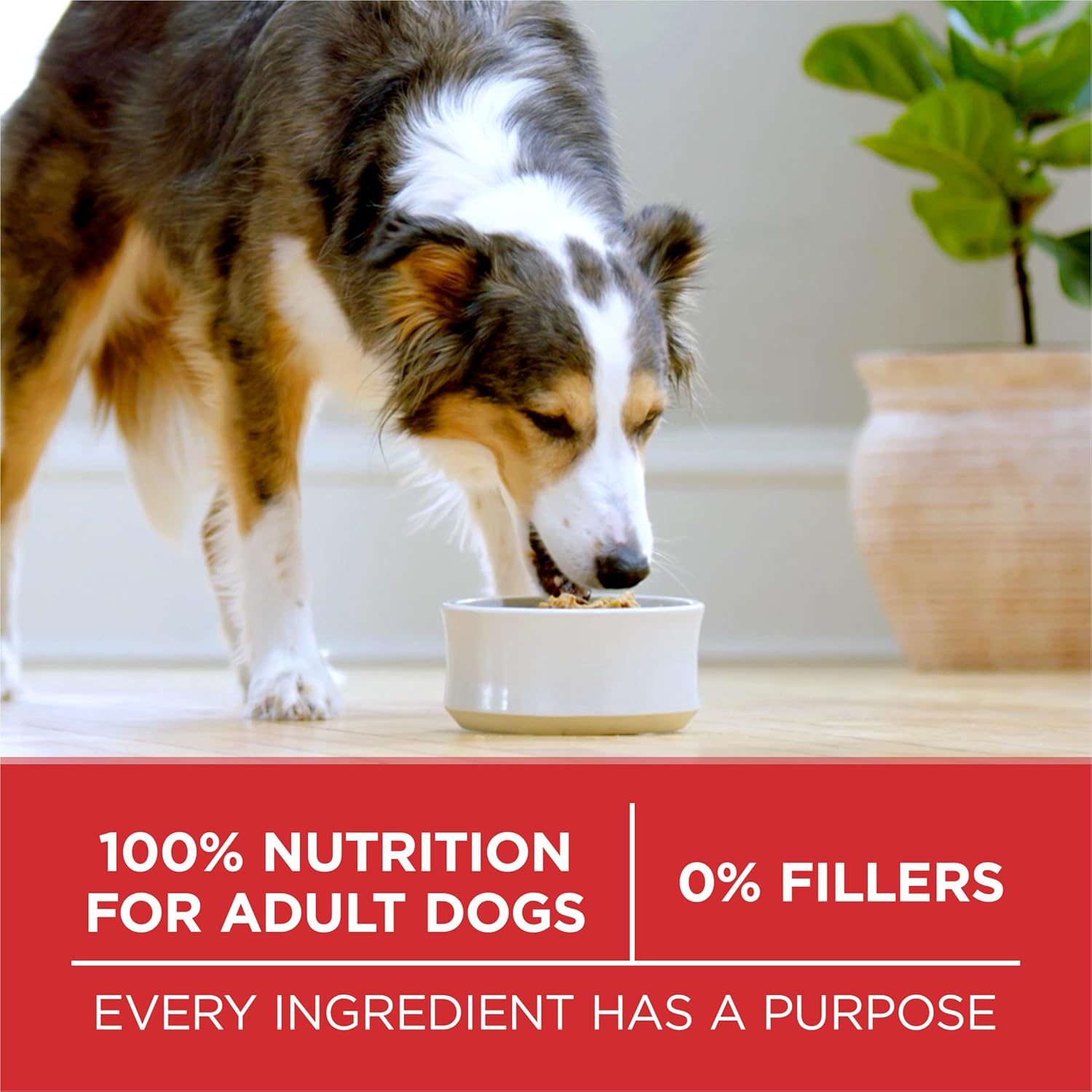 Purina ONE Chicken and Rice Formula Dry Dog Food - 40 lb. Bag - Image 10