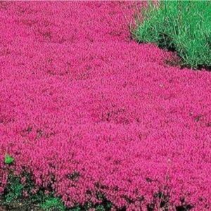 20000+ Red Creeping Thyme Seeds Ground Cover Plant Seeds Perennial- Non-GMO Heirloom Flower Creeping Thyme Seeds for Planting 20000+ Red Creeping Thyme Seeds Ground Cover Plant Seeds Perennial- Non-GMO Heirloom Flower Creeping Thyme Seeds for Planting