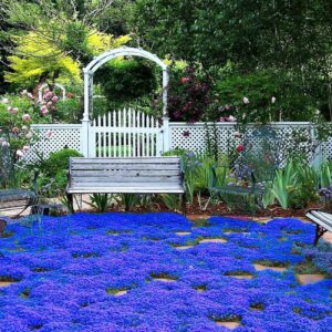 20000+ Magic Blue Creeping Thyme Seeds for Planting Ground Cover Plants Heirloom Flowers Perennial Thyme Non-GMO Thymus Serpyllum Seed 20000+ Magic Blue Creeping Thyme Seeds for Planting Ground Cover Plants Heirloom Flowers Perennial Thyme Non-GMO Thymus Serpyllum Seed