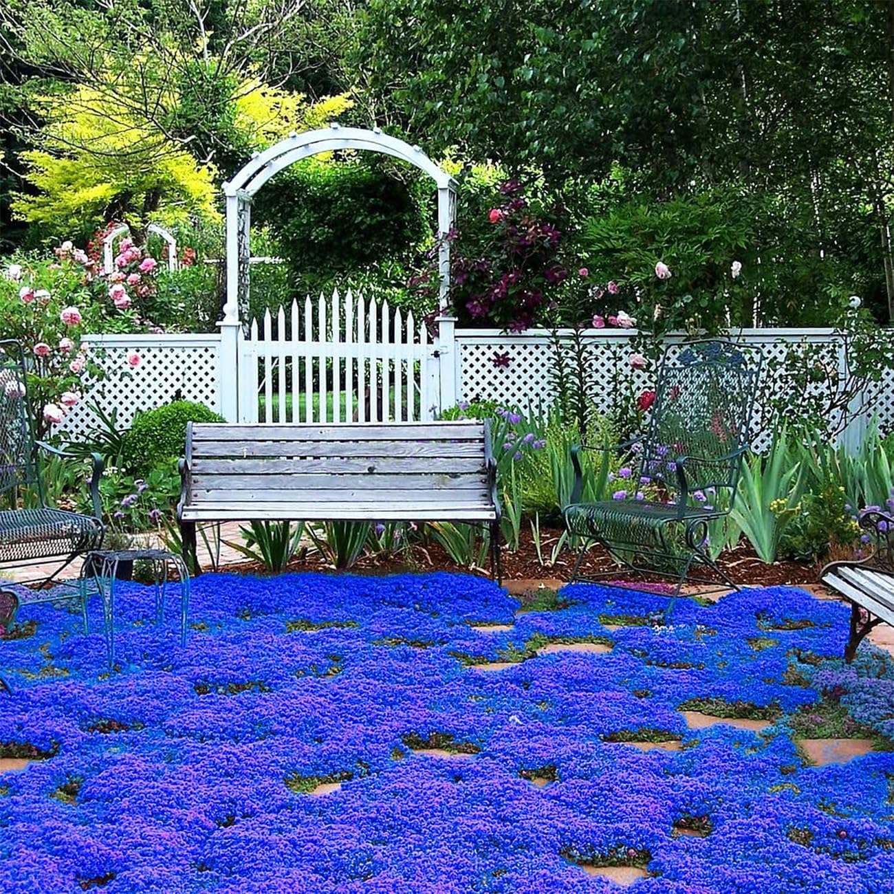 20000+ Magic Blue Creeping Thyme Seeds for Planting Ground Cover Plants Heirloom Flowers Perennial Thyme Non-GMO Thymus Serpyllum Seed